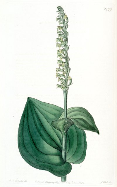 Gennaria diphylla by Miss Drake
